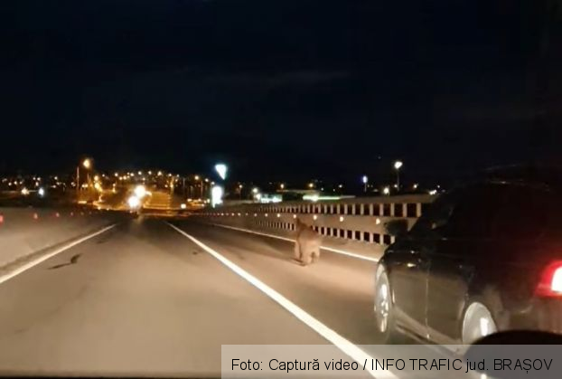 BRAȘOV. Atenție, ursuleț pe Ocolitoare! (FOTO) 1 Screenshot_20210422-213456_Facebook_287784.jpg