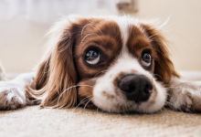 caine.png