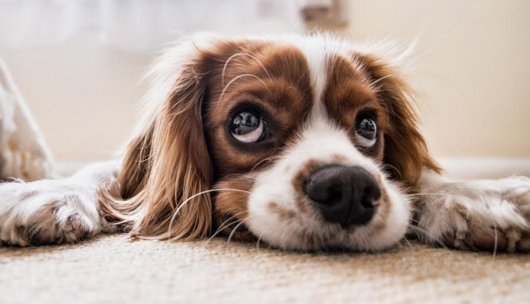 Animalul tău de companie lasă prea mult păr? Iată câteva sfaturi care să te ajute în menținerea curățeniei! 1 caine.png