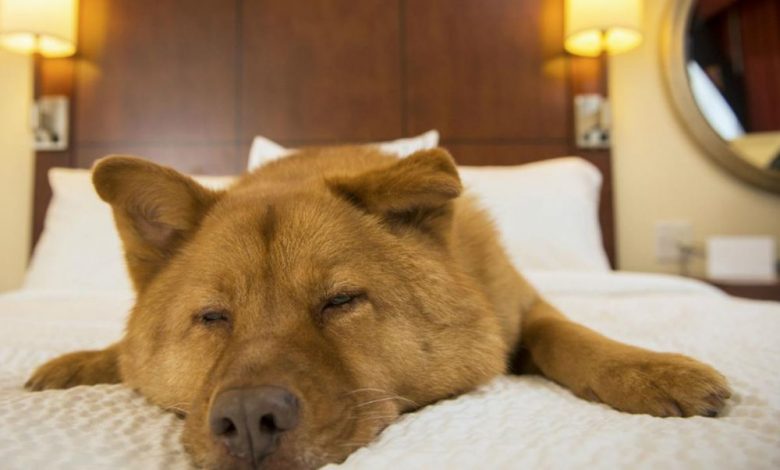 Răspunsul unui hotelier din BRAȘOV, privind acceptarea animalelor de companie, viral pe internet! „ Până astăzi, nu a trebuit niciodată să...” 1 cainehotel.jpg
