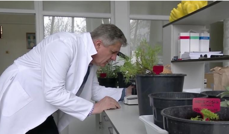 CORONAVIRUS. Planta care TE VINDECĂ! Crește și în România... 1 pelin.png