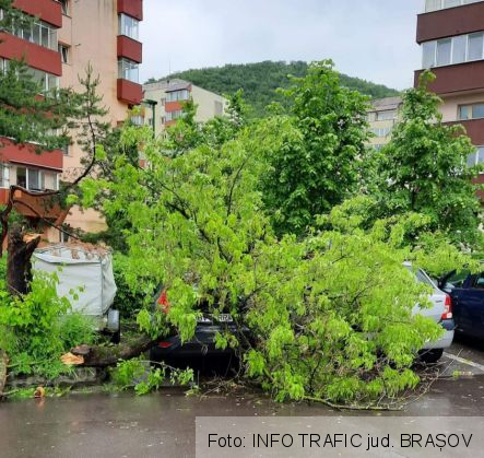 BRAȘOV. Copac căzut peste două autoturisme (Update FOTO) 1 FB_IMG_1623601627969_288872.jpg