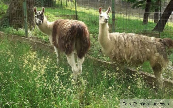 Două lame de la ZOO Brașov „s-au mutat” la Hunedoara 1 lame 2_288963.jpg