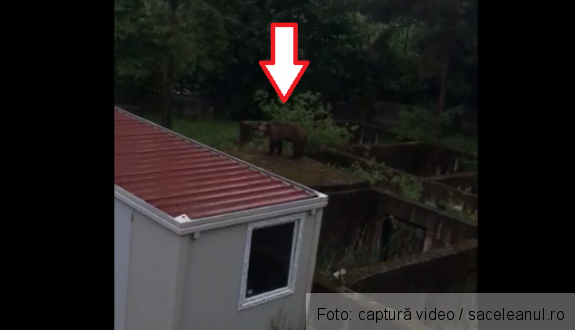 Județul BRAȘOV. Urs filmat în curtea unui spital 1 ursasacele.png