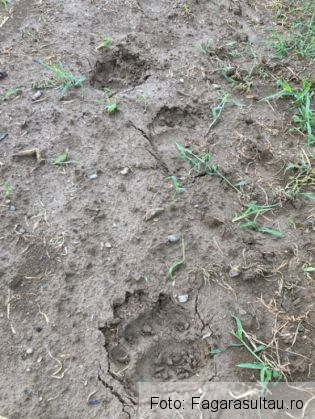 BRAȘOV. Garduri rupte de un urs, până la grajdul cu porci / Probleme în Breaza și Berivoi / Ordonanță de Urgență adoptată de Guvern 1 IMG-20210721-WA0007_289788.jpg