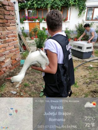Update. BRAȘOV. Garda de Mediu, cooperare cu Asociația „Prietenii Berzelor”, pentru salvarea puilor căzuți cu cuibul peste acoperișul unei case (Galerie FOTO) 1 WhatsApp Image 2021-07-23 at 14.09.00_289832.jpeg