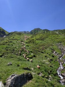 ANSVSA și Fundația Conservation Carpathia, colaborare de interes și pentru BRAȘOV 1 carpati.jpeg