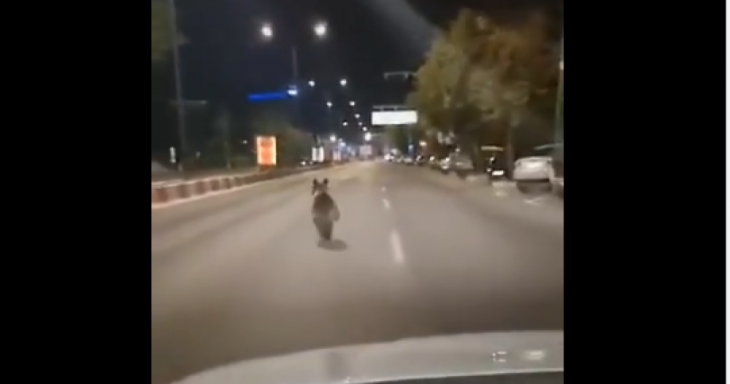 BRAȘOV. Urs lângă Spitalul Județean! (VIDEO) 1 urs-Calea-Bucuresti_289948.png