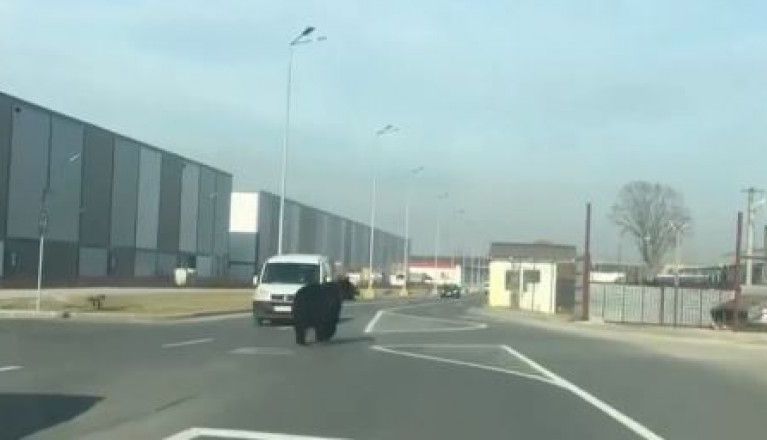Și la BRAȘOV... se acutizează problema urșilor / Mesaje RO-ALERT pe bandă rulantă 1 urscoresi.jpg