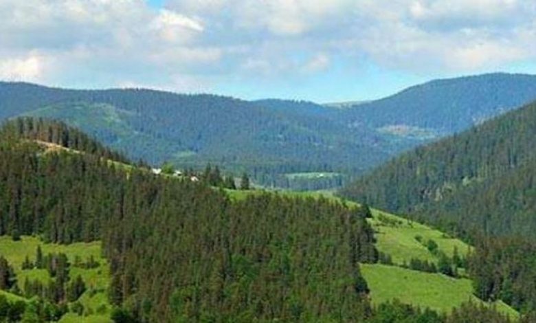 BRAȘOV. Se caută păduri pentru a fi puse sub pază 1 padure-munte-pasuni.jpg