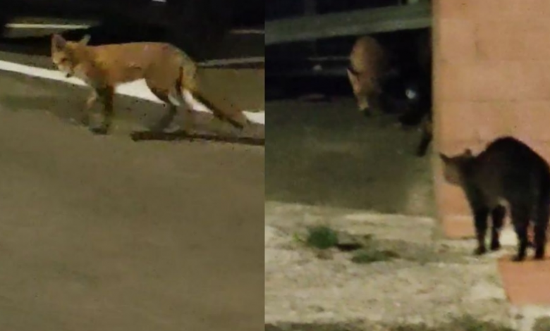 BRAȘOV. Vulpea fugărită de pisică (VIDEO) 1 vulpesipisica.png