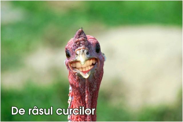 FC BRAŞOV. Cascadorii râsului. Situaţie impardonabilă în meciul cu Timişoara 1 curca_2.jpg