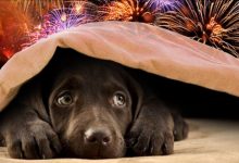 Artificii vs. laser: orașul care alege prin vot spectacolul de Revelion 3 artificii3_293641.jpeg