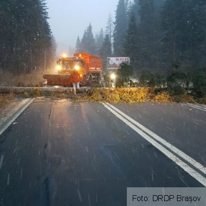 BRAȘOV. Trafic blocat pe DN 1, din cauza unui brad căzut pe șosea / Update: Intervenție rapidă a celor de la DRDP 1 IMG-20220117-WA0013_294003.jpg