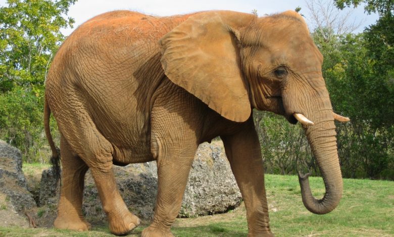 Ucise de elefant 5 | MyTex.ro