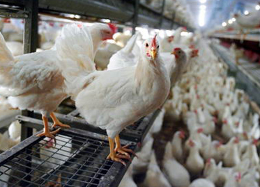 Liberalii sunt îngrijorați de bugetul Ministerului Agriculturii 5 | MyTex.ro