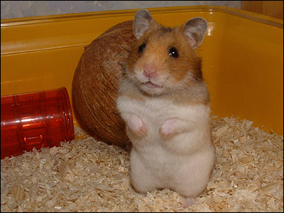 A prăjit un hamster în cuptorul cu microunde 5 | MyTex.ro