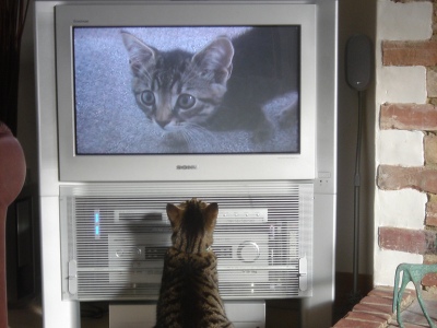 Cei care se uită prea mult timp la TV mor mai repede 5 | MyTex.ro