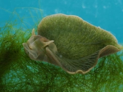 Creaturi jumătate animal, jumătate plantă 5 | MyTex.ro