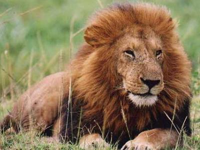 Românii trimit 13 lei în Marea Britanie 5 | MyTex.ro