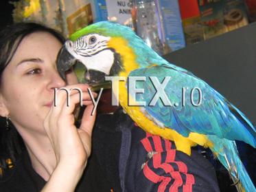 „Johnny” este mascota unui pet-shop din Brașov 5 | MyTex.ro