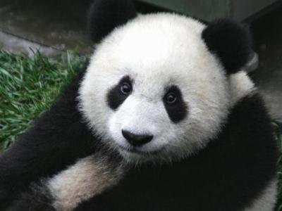 Milioane de dolari pentru ursii panda 5 | MyTex.ro