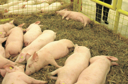 Mai puține animale în fermele țăranilor brașoveni 5 | MyTex.ro