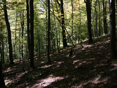 Urmaș al lui Preda Buzescu, împroprietărit cu 63000 ha de pădure 5 | MyTex.ro