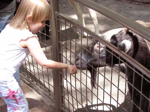 Animale de la zoo mâncate de câini vagabonzi 5 | MyTex.ro