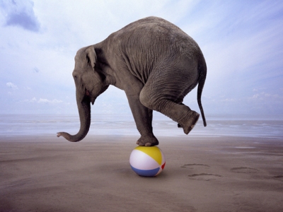 Dresoare rănită de elefant 5 | MyTex.ro