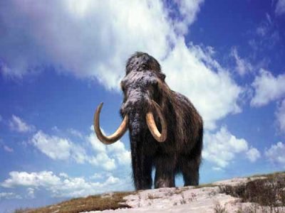 Covasna: Se va construi o clădire pentru un mamut 9 | MyTex.ro
