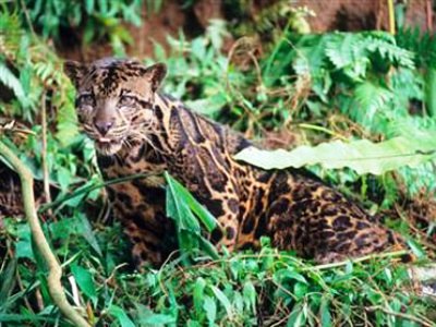 O nouă specie de leopard, descoperită în Asia 5 | MyTex.ro