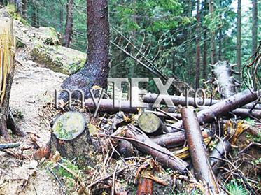 În județ mai există 700 de hectare de pădure pe care nu le administrează nimeni 5 | MyTex.ro