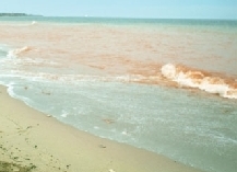 | MyTex.ro