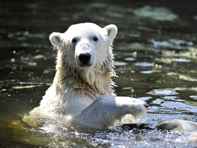 Ursul polar Knut, în pericol de a fi castrat 5 | MyTex.ro