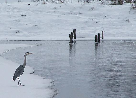 Brașov. Situl Natura 2000 „Dumbrăvița - Rotbav - Măgura Codlei” a fost preluat în custodie 5 | MyTex.ro