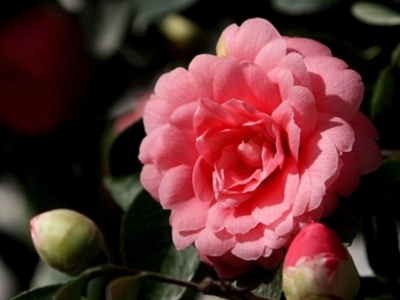 A înflorit camelia cea mai rară din lume 5 | MyTex.ro