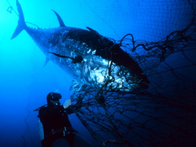 Vești proaste pentru iubitorii de sushi 5 | MyTex.ro