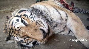 11 tigri siberieni au murit de foame la o grădină zoologică 5 | MyTex.ro