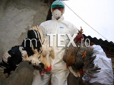 Apariția focarului de gripă aviară în județul Tulcea i-a alertat pe medicii veterinari brașoveni 5 | MyTex.ro