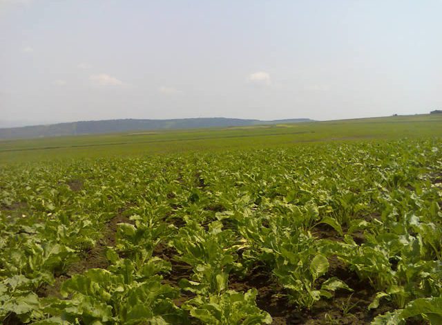 Brașov. Cultivatorii de sfeclă nu au bani pentru însămânțări 5 | MyTex.ro