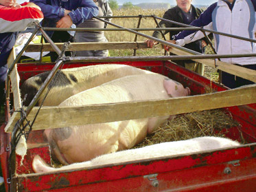 Fără porci și păsări în târgurile autorizate de animale 5 | MyTex.ro