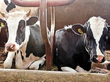 Numeroase târguri de animale din județ sunt neautorizate 5 | MyTex.ro