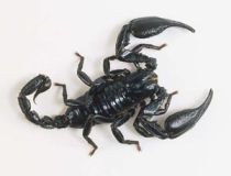 Medicament împotriva cancerului din venin de scorpion 5 | MyTex.ro