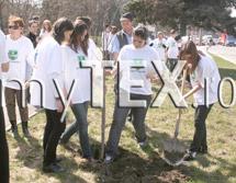 Șaguniștii au plantat tei pe Bulevardul Gării 5 | MyTex.ro