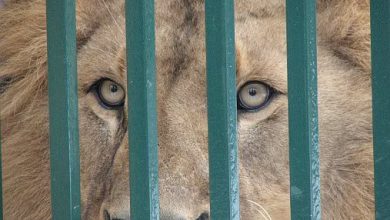 | MyTex.ro
