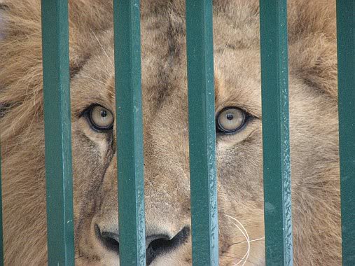 Brașov. Copil de șase ani, rănit de un leu, la Zoo 5 | MyTex.ro