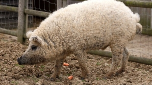 Porcul-oaie, într-un zoo britanic 5 | MyTex.ro