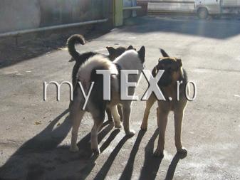 DISPERARE. Înmulțindu-se peste măsură, Haite de câini terorizează locuitorii din cartierul Uzina 2 5 | MyTex.ro