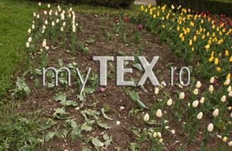 | MyTex.ro